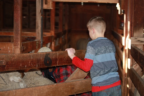 Warren Livestock Series: Family and Community
